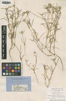 Type of Gomphrena lanata R.Br. [family AMARANTHACEAE]