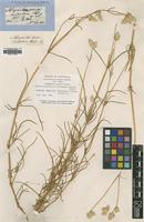 Type of Philoxerus conicus R.Br. [family AMARANTHACEAE]