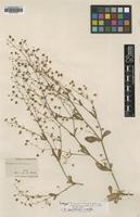 Isotype of Eriogonum angulosum M.E.Jones var. victorense [family POLYGONACEAE]