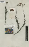Isotype of Eriogonum rosmarinifolium Nutt. var. foliolosum [family POLYGONACEAE]