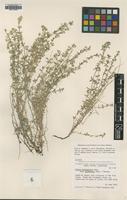 Isotype of Galium serpenticum Dempster & Ehrend. ssp. warnerense [family RUBIACEAE]