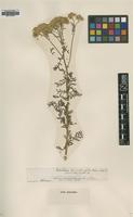 Type of Achillea crithmifolia Waldst. & Kit. [family ASTERACEAE]
