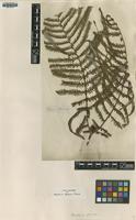 Type of Polypodium glaucum Thunb. ex Houtt. [family POLYPODIACEAE]