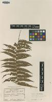 Isotype of Alsophila fauriei Christ [family CYATHEACEAE]
