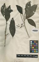 Type of Coffea sambucina G.Forst. [family RUBIACEAE]