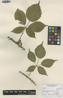 Isotype of Rubus edeesii H.E.Weber & A.L.Bull [family ROSACEAE]