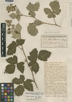 Type of Rubus baldaccianus Borbas ex Bald. [family ROSACEAE]