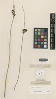 Type of Juncus tenax Banks & Sol. ex Sm. [family JUNCACEAE]