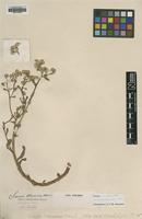 Type of Senecio marmorae Moris [family ASTERACEAE]