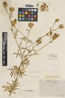 Type of Centaurea todari Lacaita [family ASTERACEAE]