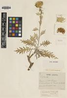 Type of Centaurea ucriae Lacaita [family ASTERACEAE]
