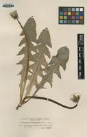 Type of Taraxacum ancistrolobum Dahlst. [family ASTERACEAE]