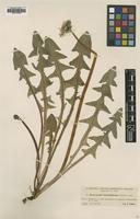 Type of Taraxacum hamatiforme Dahlst. [family ASTERACEAE]