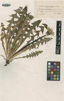 Type of Taraxacum melanthoides Dahlst. [family ASTERACEAE]