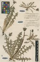 Type of Taraxacum nordstedtii Dahlst. [family ASTERACEAE]