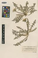 Type of Taraxacum pallescens Dahlst. [family ASTERACEAE]