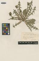 Type of Taraxacum pectinatiforme Lindb.f. [family ASTERACEAE]