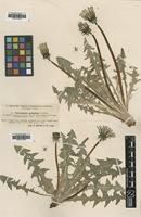 Type of Taraxacum polyodon Dahlst. [family ASTERACEAE]