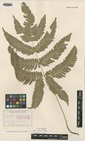 Isotype of Pteris natiensis Tagawa [family PTERIDACEAE]