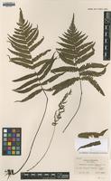 Isotype of Dryopteris castanea Tagawa [family DRYOPTERIDACEAE]