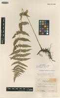 Isotype of Dryopteris bukoensis Tagawa [family DRYOPTERIDACEAE]