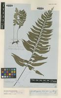 Syntype of Asplenium excisum C.Presl [family ASPLENIACEAE]