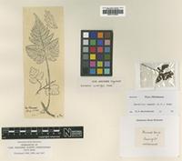 Type of Davallia cumingii Hook. [family DAVALLIACEAE]