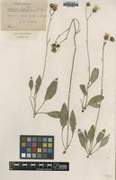Type of Hieracium laetifolium Dahlst. [family ASTERACEAE]