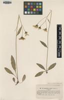 Type of Hieracium angustatum Lindeb. var. elatum [family ASTERACEAE]