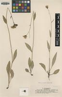 Type of Hieracium dovrense Lindeb. var. chrysostylum [family ASTERACEAE]
