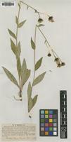 Type of Hieracium truncatum Lindeb. [family ASTERACEAE]
