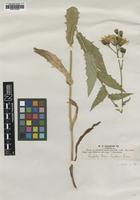 Type of Hieracium prenanthoides Lindeb. var. latifolium [family UNKNOWN]