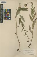 Type of Hieracium prenanthoides Dahlst. ssp. basileion [family ASTERACEAE]