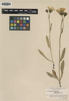 Type of Hieracium alpinum Norrl. ssp. adspermum [family ASTERACEAE]