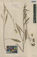 Type of Hieracium sparsifolium Dahlst. ssp. coronopus [family ASTERACEAE]