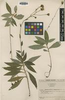 Type of Hieracium virgultorum Sudre var. gracilentum [family ASTERACEAE]