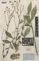 Type of Hieracium christeneri Favrat [family UNKNOWN]