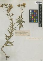 Type of Hieracium umbellatum Lindeb. var. littorale [family ASTERACEAE]