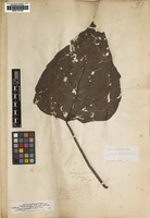 Filed as Catalpa bignonioides Walter [family BIGNONIACEAE]