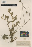 Filed as Hieracium hypeuryum Nägeli & Peter ssp. hypeuryum [family ASTERACEAE]