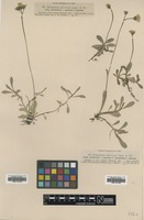 Filed as Hieracium auricula Nägeli & Peter ssp. melaneilema [family ASTERACEAE]