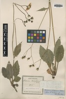 Type of Hieracium × cladophorum Vuk. [family ASTERACEAE]
