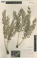 Isotype of Polystichum iriomotense Tagawa [family DRYOPTERIDACEAE]