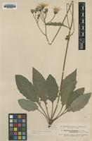 Type? of Hieracium silvaticum Almq. ssp. anfractiforme [family ASTERACEAE]