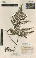 Isotype of Dryopteris sordidipes Tagawa [family DRYOPTERIDACEAE]