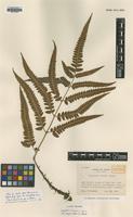 Isotype of Dryopteris toyamae Tagawa [family DRYOPTERIDACEAE]