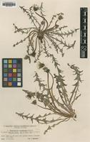 Type? of Taraxacum scanicum Dahlst. [family ASTERACEAE]