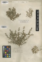 Syntype of Polycnemum sclerospermum Pall. [family CHENOPODIACEAE]