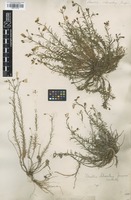 Type of Linum alpinum Jacq. [family LINACEAE]