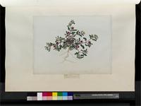 Mesembryanthemum pinnatifidum L.f., from South Africa